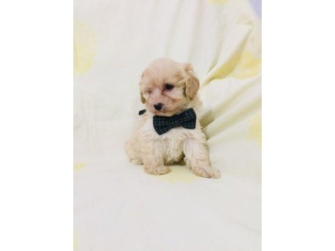 Maltipoo yavrularım orijinal kg garantili