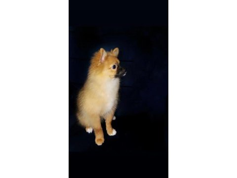 Çok uygun fiyatlı tuvalet eğitimli pomeranian spitz