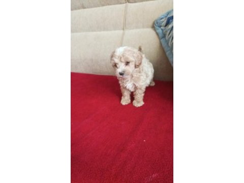 Maltipoo yavruları