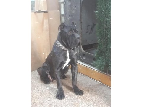Erkek cane corso arıyorum çiftleştirmek için