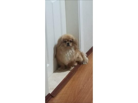Dünyalar tatlısı bebek pekinezimiz max
