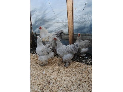 Lavender brahma kuluçkalık yumurta & civciv