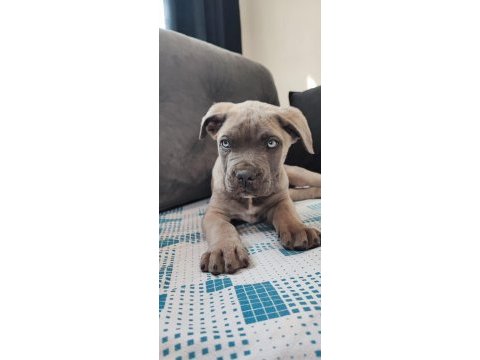 Sahiplendirme cane corso