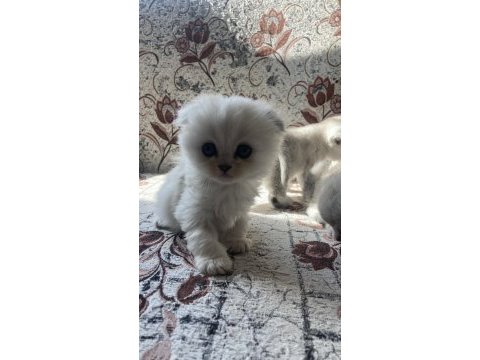 British longhair ve british shorthair bebişler