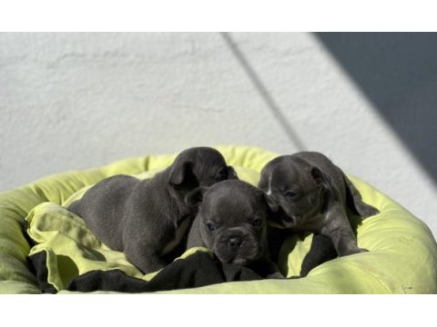 Egzotik blue french bulldog bebeklerimiz