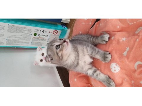 Sağlıklı ve güzel scottish fold yavrularımız
