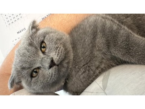 3 aylık scottish fold yavrularım