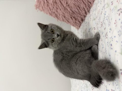 British shorthair 2 aylık dişi