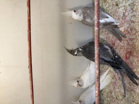 Bebek sultan papağanları