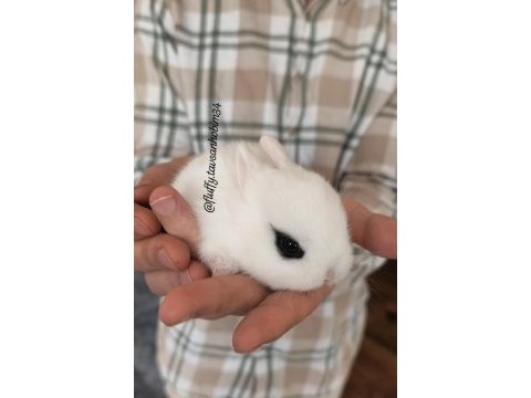 Renkli hollanda tavşan yavrusu - lop ve cüce evcil