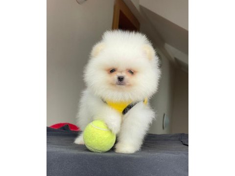 Pomeranian boo