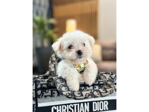 Büyümeyen boy 2 kg garantili kore maltese köpekler