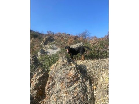 Afyon merkez 7 aylık erkek rottweiler