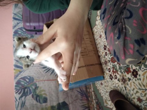 Annesi smokin babası has van kedisi yavruları