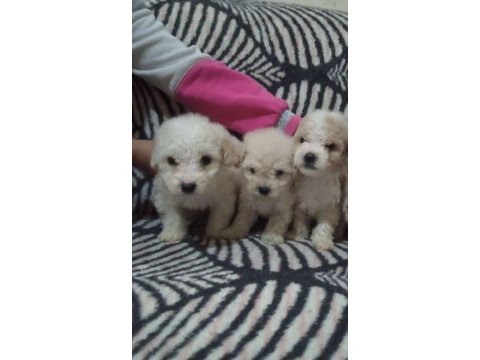 Anne poodle baba terrier yavruları