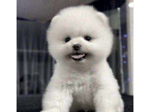 Pomeranian boo ırkı köpeğim