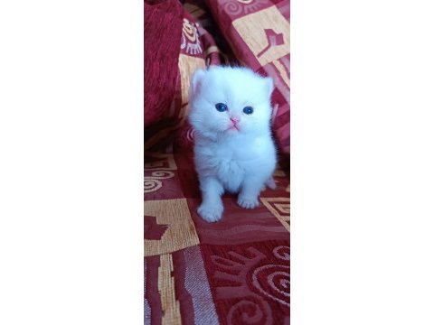 British longhair ve shorthair yavru kediler
