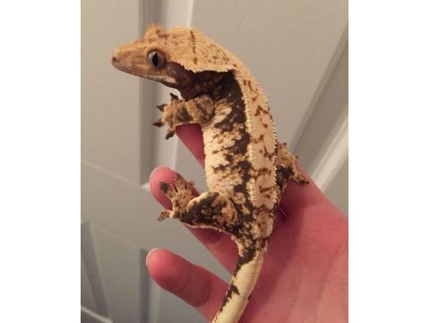Sağlıklı ve kaliteli crested geckolar