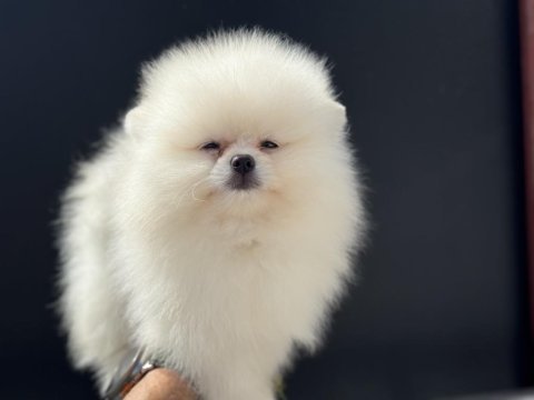 Teddy bear  face pomeranian yavrularmız