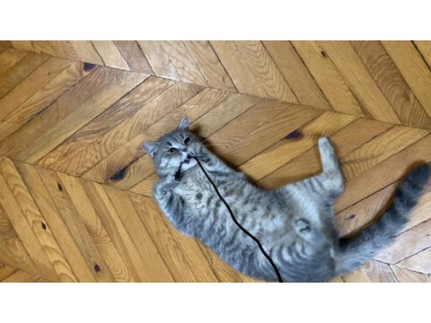 Prenses british shorthair