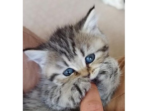 Golden ve silver scottish fold yavrular