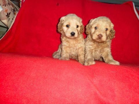 Sevimli ve oyuncu maltipoo yavruları