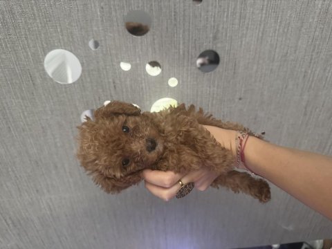 Evde büyüyen tuvalet eğitimli poodle yavrular