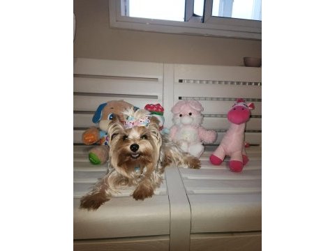 Orjinal tea cup küt burun dişi ve erkek yavru köpekler