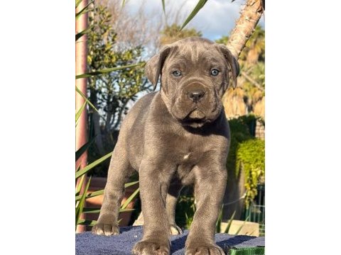 Dolandırılmaya son heryerden elden teslim cane corso