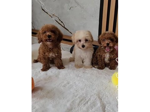 Mükemmel güzellikteki maltipoo  yavrularımız 