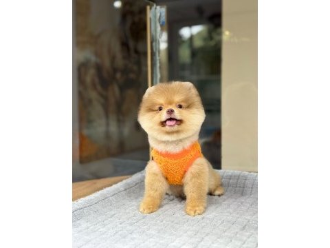 Sağlık ve ırk garantili pomeranian