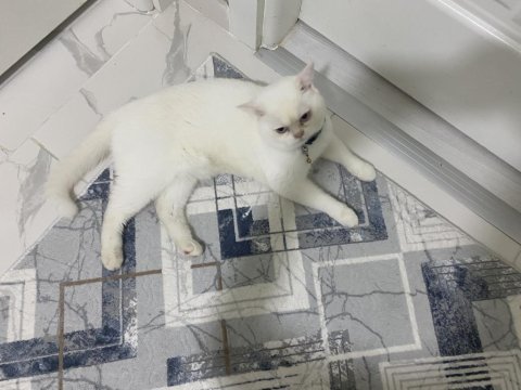 British longhair kedim 1 yaşında girmek üzere