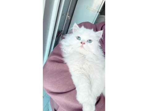 İş dolayısıyla sahiplendiriyorım british longhair