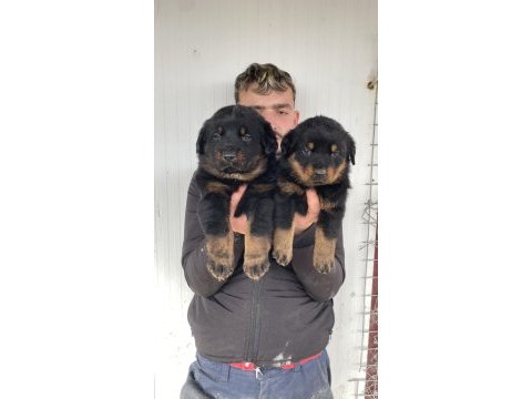 Üst kalite rottweiler yavruları