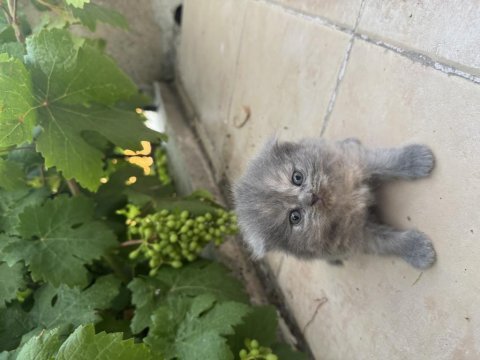 35 günlük safkan british shorthair yavruları yuva arıyor