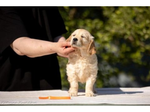 Golden retriever yavrular canlı görerek alabilirsiniz
