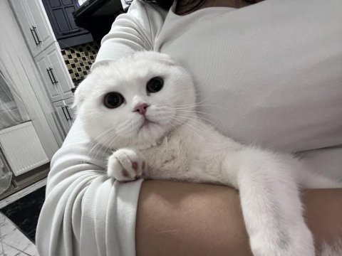 Scottish fold kedimiz 1 yaşında