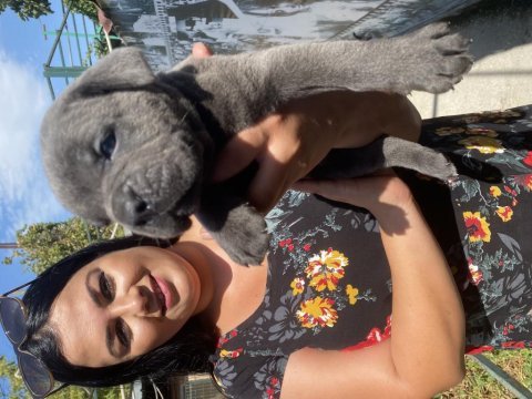 Mavi gözlü safkan cane corso yavrularım