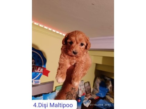 Maltipoo yavrularımız