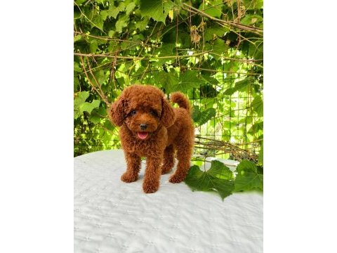 Irk garantili kore kan red brown toy poodle