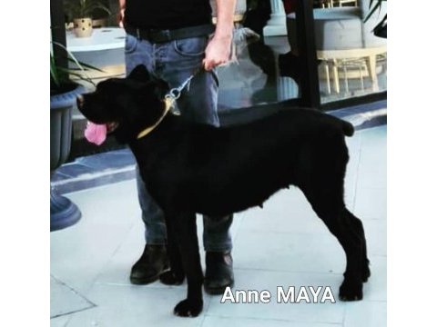 Simsiyah dişi cane corso