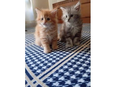 Rus kanı maine coon yavrular