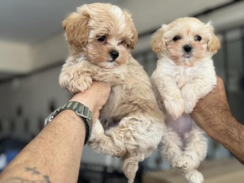 Show kalite kore maltipoo yavrularımız