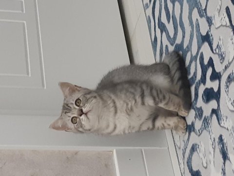 British shorthair yavru kedi en uygun fiyat acillll