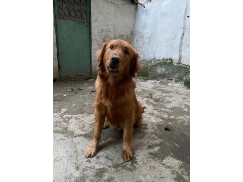 Golden retriever erkek