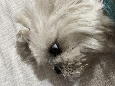 Ona iyi bakacak biri shih tzu
