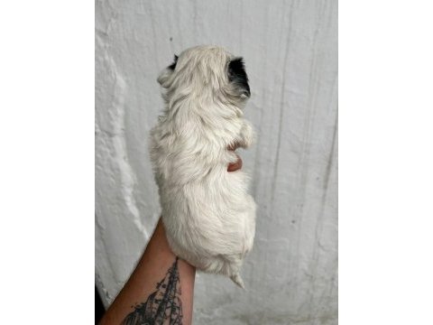 Morkie son 2 yavrularımız