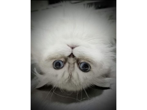 Lynx point british longhair ücretsiz