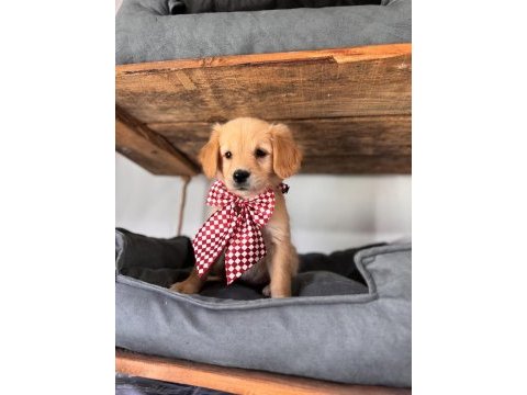 Şeker mi şeker golden retriever bebekler
