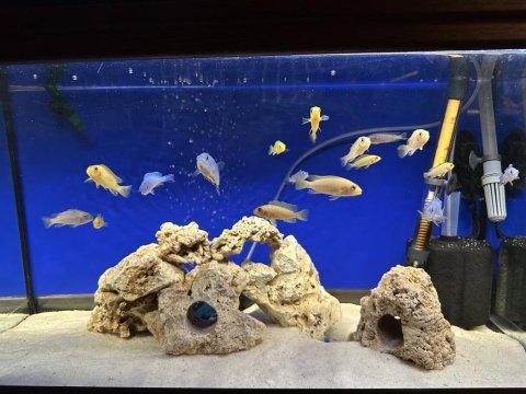 4-9 cm aralığında karışık malawi ciklet 17 adet